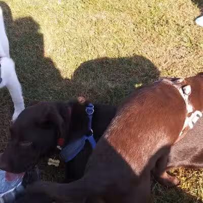 Scentral Dog Park - Waterford, NY