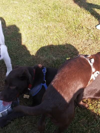 Scentral Dog Park - Waterford, NY