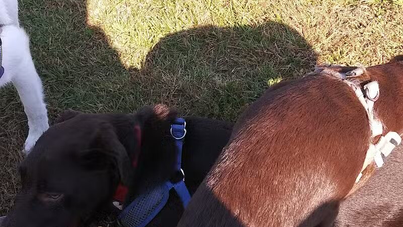 Scentral Dog Park - Waterford, NY