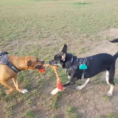 Scentral Dog Park - Waterford, NY