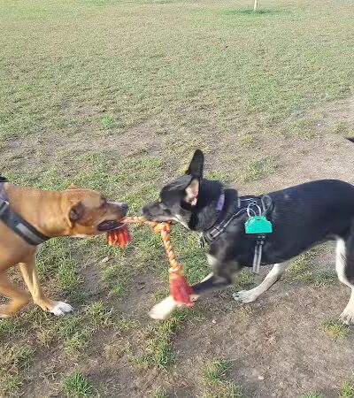 Scentral Dog Park - Waterford, NY