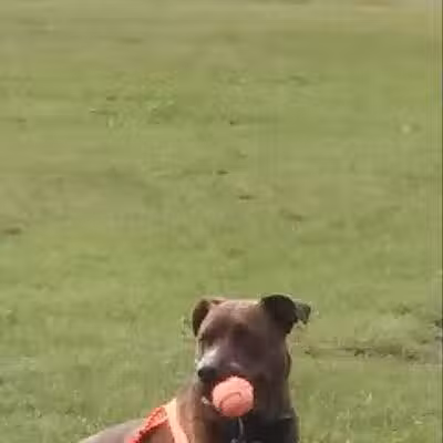 Scentral Dog Park - Waterford, NY