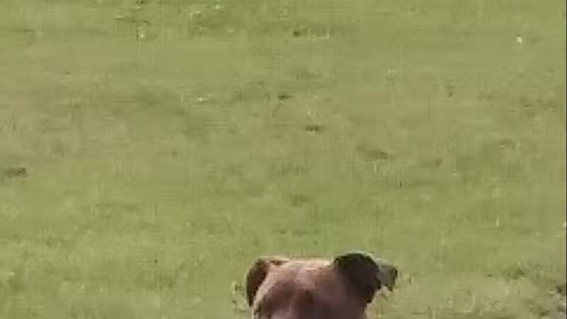 Scentral Dog Park - Waterford, NY