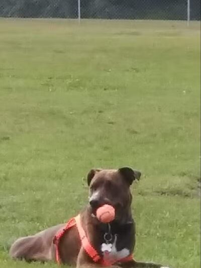 Scentral Dog Park - Waterford, NY