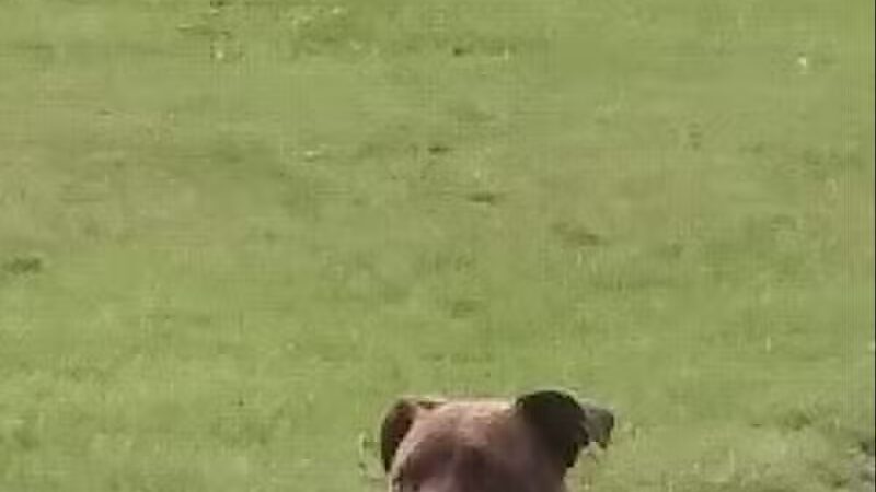 Scentral Dog Park - Waterford, NY