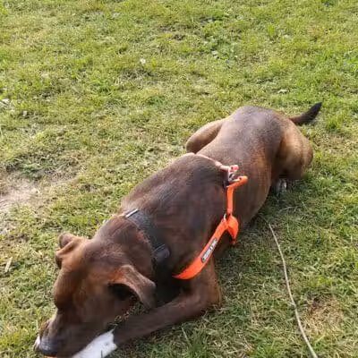Scentral Dog Park - Waterford, NY