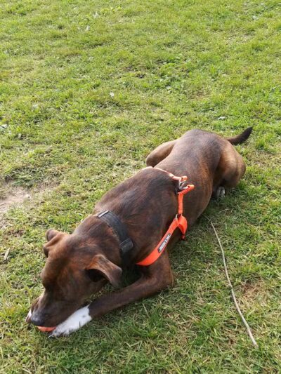 Scentral Dog Park - Waterford, NY