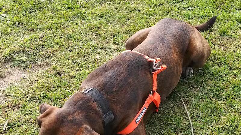 Scentral Dog Park - Waterford, NY