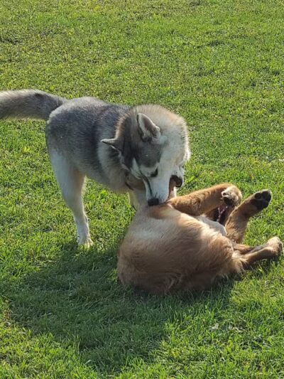Scentral Dog Park - Waterford, NY