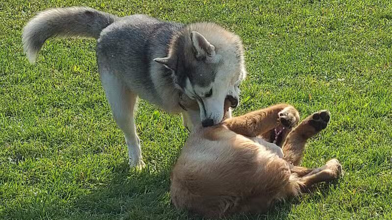 Scentral Dog Park - Waterford, NY