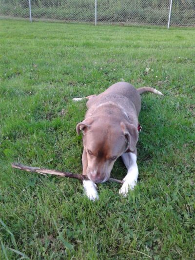 Waterville Dog Park - Waterville, ME