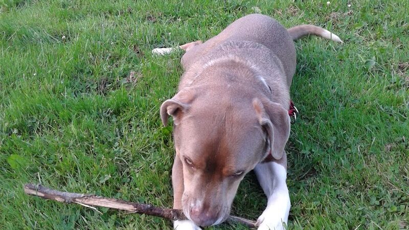 Waterville Dog Park - Waterville, ME