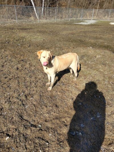 Waterville Dog Park - Waterville, ME