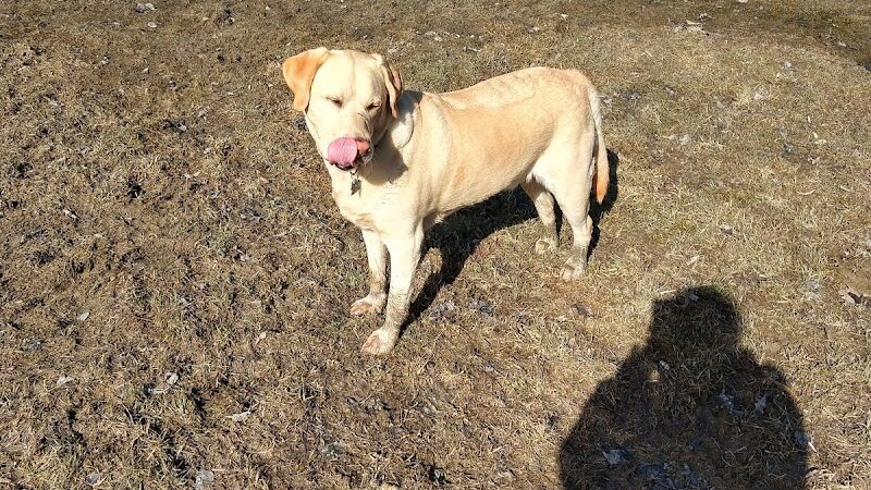 Waterville Dog Park - Waterville, ME