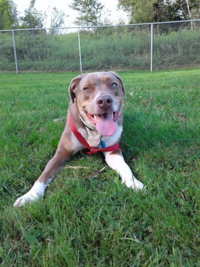 Waterville Dog Park - Waterville, ME