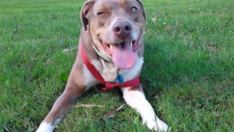 Waterville Dog Park - Waterville, ME