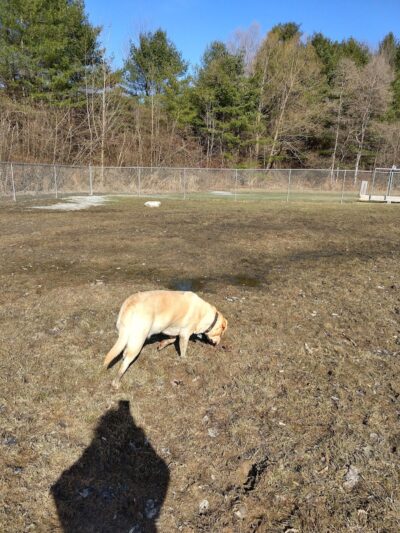 Waterville Dog Park - Waterville, ME