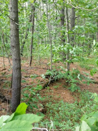 Waterville Dog Park - Waterville, ME