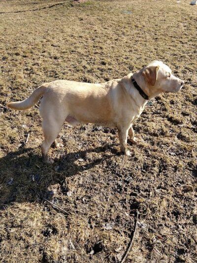 Waterville Dog Park - Waterville, ME