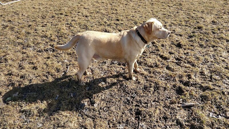 Waterville Dog Park - Waterville, ME