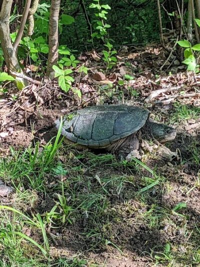 Roche De Bout Area Farnsworth Metropark - Waterville, OH