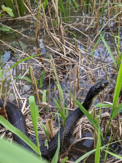 Roche De Bout Area Farnsworth Metropark - Waterville, OH