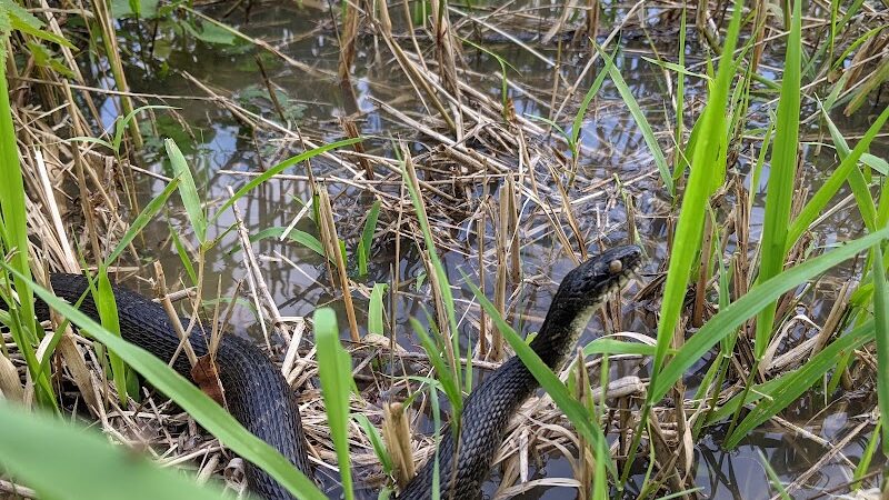 Roche De Bout Area Farnsworth Metropark - Waterville, OH