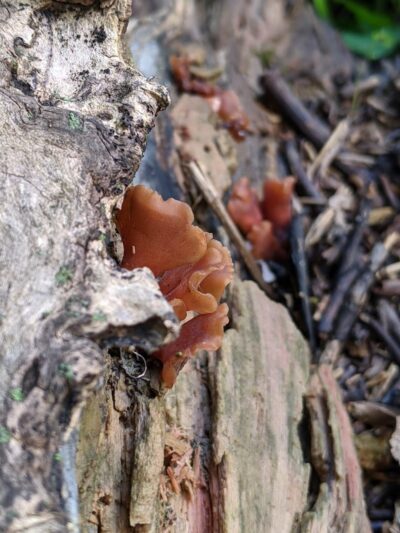 Roche De Bout Area Farnsworth Metropark - Waterville, OH