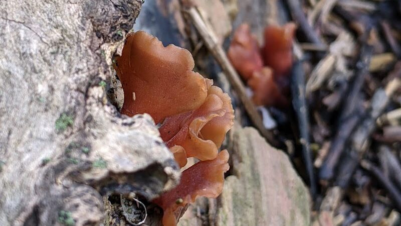 Roche De Bout Area Farnsworth Metropark - Waterville, OH
