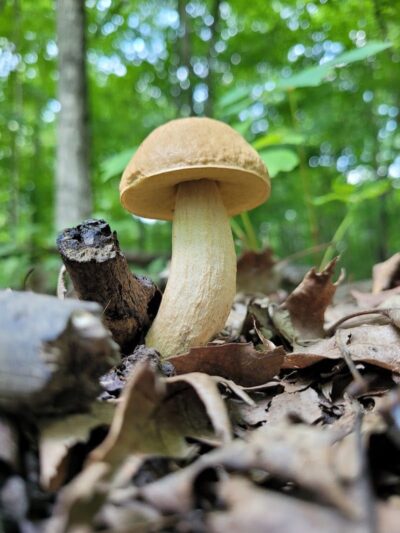 Homecoming Park - Wauseon, OH