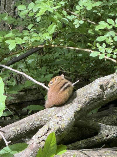 Homecoming Park - Wauseon, OH