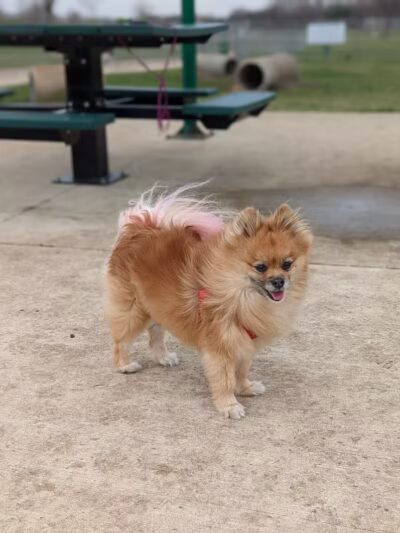 Waverly Dog Park - Waverly, IA