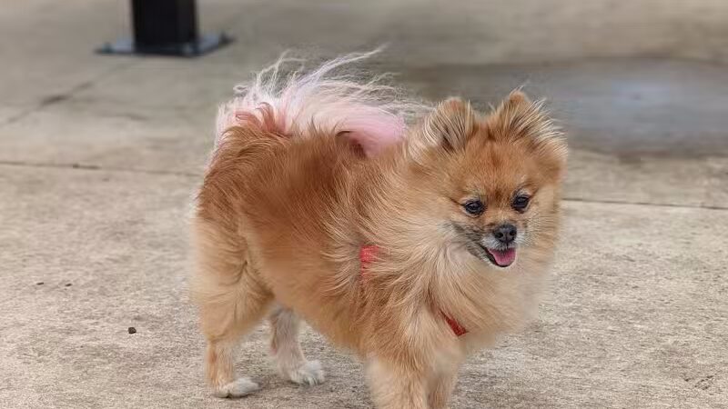 Waverly Dog Park - Waverly, IA