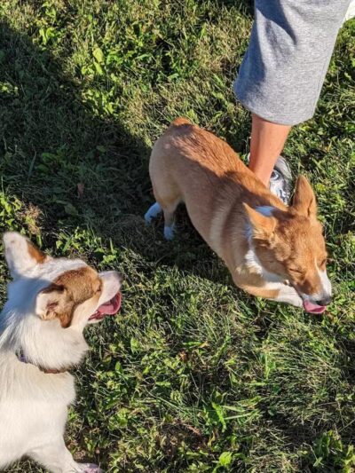 Waverly Dog Park - Waverly, IA