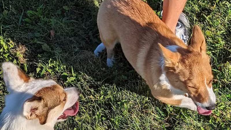 Waverly Dog Park - Waverly, IA
