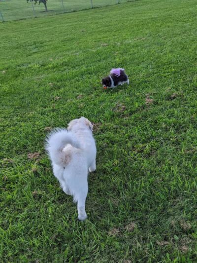 Waverly Dog Park - Waverly, IA