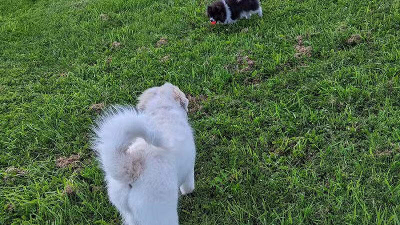 Waverly Dog Park - Waverly, IA