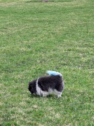 Waverly Dog Park - Waverly, IA