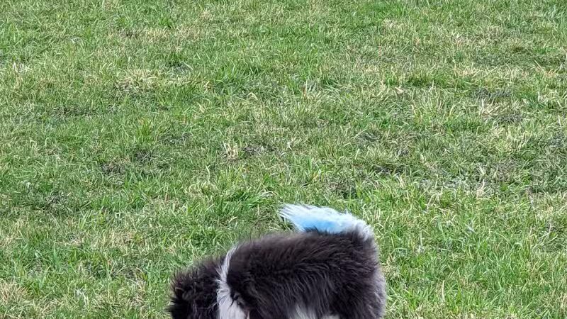 Waverly Dog Park - Waverly, IA