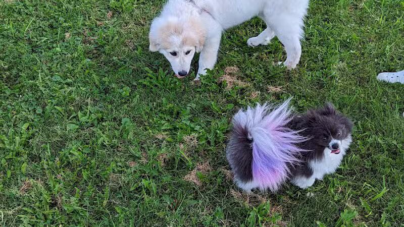 Waverly Dog Park - Waverly, IA