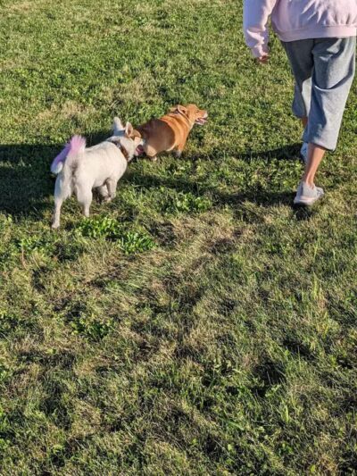 Waverly Dog Park - Waverly, IA