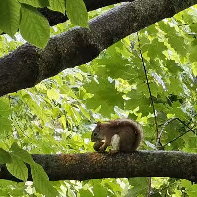 Friends of Radnor Trail Park - Wayne, PA
