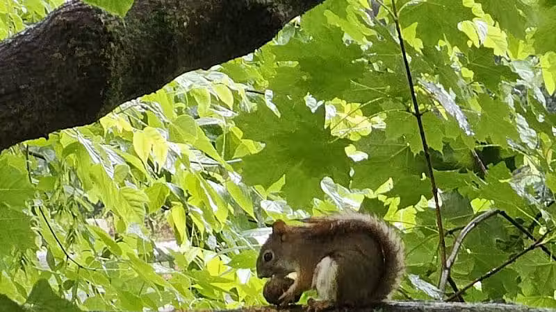 Friends of Radnor Trail Park - Wayne, PA
