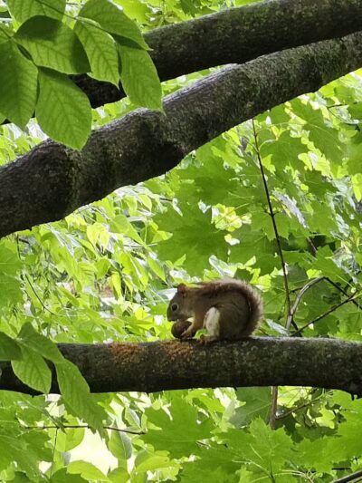 Friends of Radnor Trail Park - Wayne, PA