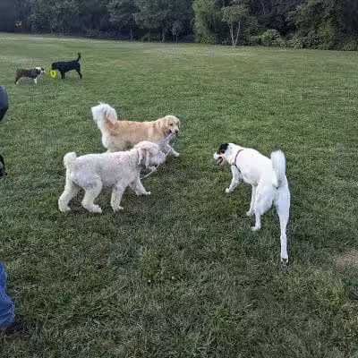 Friends of Radnor Trail Park - Wayne, PA