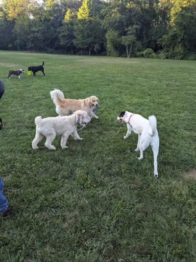 Friends of Radnor Trail Park - Wayne, PA