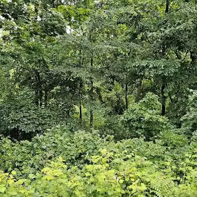 Friends of Radnor Trail Park - Wayne, PA