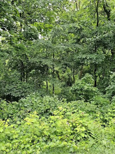 Friends of Radnor Trail Park - Wayne, PA