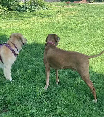 Harford Park - Wayne, PA