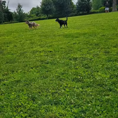 Harford Park - Wayne, PA